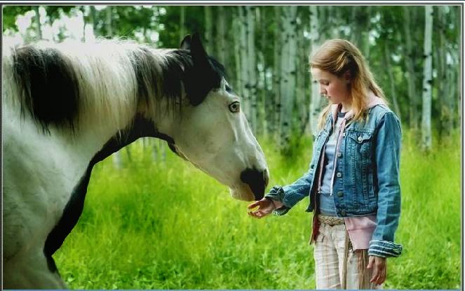 Konie Zwierzęta które kocham Filmy o koniach